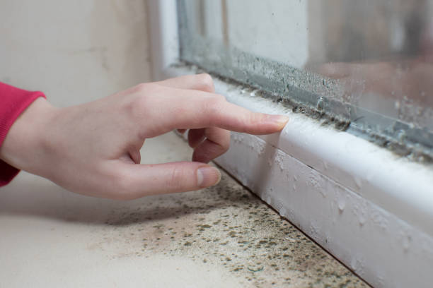 Best Mold Documentation for Insurance Claims  in Centre, AL