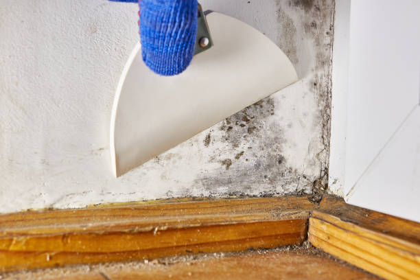 Environmental Consulting for Mold Prevention in Centre, AL